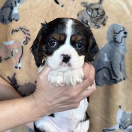 Jill - Tri-color female Cavalier King Charles Spaniel puppy in Racine County, Wisconsin from Hough's Danes and Cavaliers