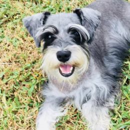 Miniature Schnauzers from Joyful Schnauzers