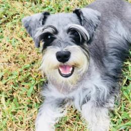 Miniature Schnauzers from Joyful Schnauzers