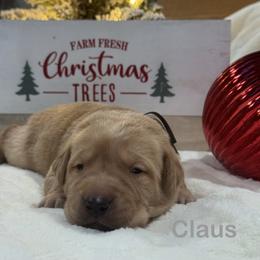 Claus - Yellow male Labrador Retriever puppy in Tigard, Oregon from Morrison Labrador Retreivers