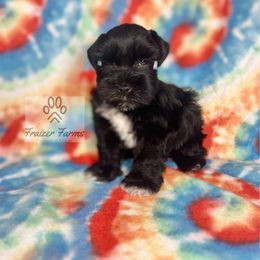 Hunter - Black male Miniature Schnauzer puppy in Happyland, Oklahoma from Fraizer Farms