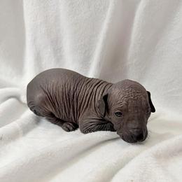 Seraphina - Black female Xoloitzcuintli puppy in Manitowoc, Wisconsin from Wonderland Kennel