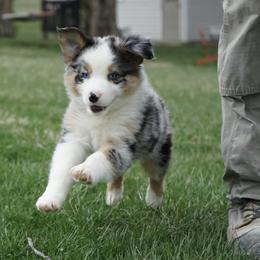 Evander - Blue merle male Australian Shepherd puppy in Holmesville, Ohio from Coffee Run Spring at Miller Farms
