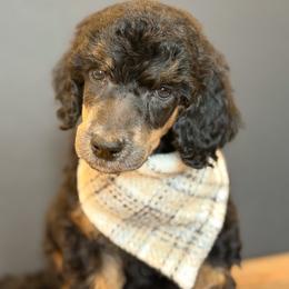 Boq - Phantom male Poodle puppy in Bellville, Ohio from Cedar Ridge Standard Poodles