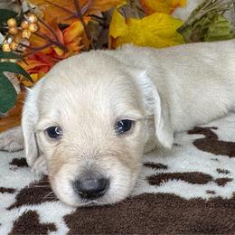 Arya - Cream female Dachshund puppy in Lakeland, Florida from Buckwild Doxies