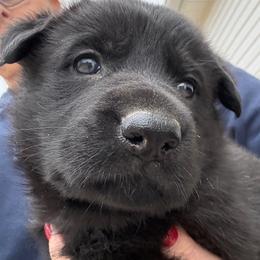 BRIGHT - green collar - Black female German Shepherd puppy in Coats, North Carolina from T'S SHEPHERDS