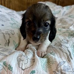 Girl 1- Goulie - Cream female Dachshund puppy in Wolf Lake, Indiana from Canisteo Dachshunds