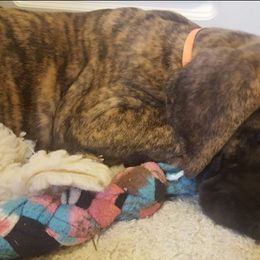 Great Dane Puppies from Daynakin Great Danes LLC