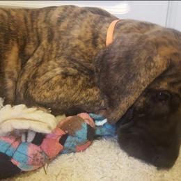 Great Dane Puppies from Daynakin Great Danes LLC