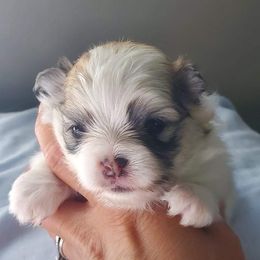 Pomeranian Puppies from Oh So Sassy Poms