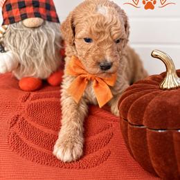 Nemo(Orange) - Red  male Poodle puppy in Stuart Fl, Florida from Lincoln & Lady Co.