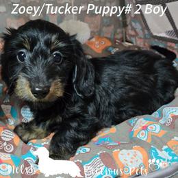 Puppy 2 - Black and tan male Dachshund puppy in Anamosa, Iowa from Melsh Precious Pets