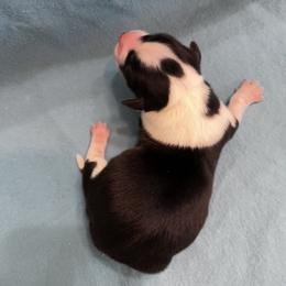 Male 3 Black Tri - Black and tan male Pembroke Welsh Corgi puppy in Moundville, Alabama from Cartee Corgis - Debi Cartee Mills