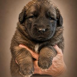 Girl 6400 - Reddish brown female Leonberger puppy in Brandywine, Maryland from QVR Labradors and Leonbergers
