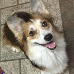 Elfie  - Pembroke Welsh Corgi