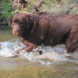 Labrador Retrievers from Bowery Run Labradors