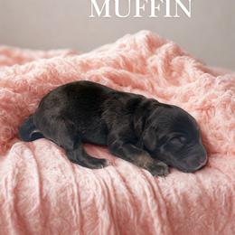 Muffin - Sable female Aussiedoodle puppy in Ellenburg Center, New York from Kristin's Puppies