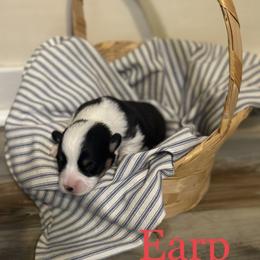Earp - Black and tan male Pembroke Welsh Corgi puppy in Huntington, Texas from Flower Hill Farm