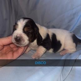 Disco - Black and white male Basset Hound puppy in Letcher, Kentucky from Hackers Appalachian Basset Hounds