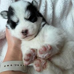 Diesel - Black and white male Pomsky puppy in Mc Minnville, Oregon from West Coast Pomskies
