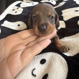 Dasher - Wild boar male Dachshund puppy in Tampa, Florida from EntityDachs