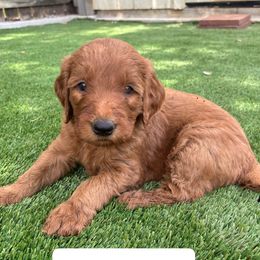 Light Green Male - Red  male Goldendoodle puppy in Texas from Twin Valley Goldendoodles