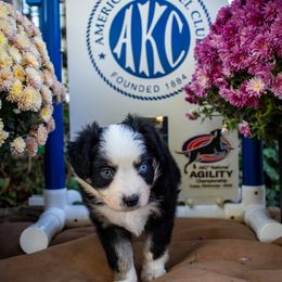 Girl 3 - Black tri female Miniature Australian Shepherd puppy in Easton, Missouri from Country Creek Kennels