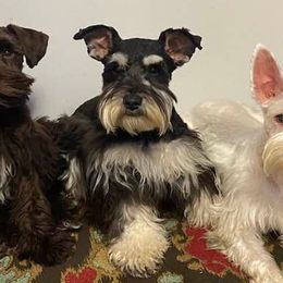 Miniature Schnauzers from Mike's Miniature Schnauzers