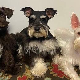 Miniature Schnauzers from Mike's Miniature Schnauzers