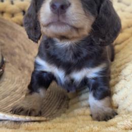 Bella - Chocolate and tan female Dachshund puppy in Bentonville, Arkansas from T & D Dachshunds by design