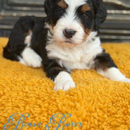 Rolls Royce - Tri-color male Bernedoodle puppy in Henry, Illinois from Rowe Farms Doodles