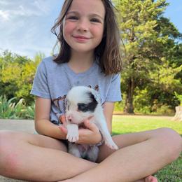 Blue merle male - Blue merle male Border Collie puppy in Ripley, Oklahoma from Adventure5 Border Collies