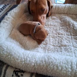 Gray - Golden rust male Vizsla puppy in Maineville, Ohio from Izabella Vizslas