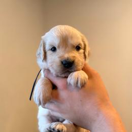 Male puppy pick 4 - Light golden male Golden Retriever puppy in Colville, Washington from Columbia Ridge Goldens