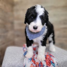 Murphy - Black and white male Sheepadoodle puppy in Woodburn, Indiana from DNLS Doodle Puppies