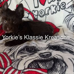 Whiskey - Liver male Yorkshire Terrier puppy in Dierks, Arkansas from Yorkie’s Klassie Kreations