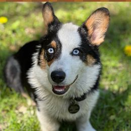 Saint - American Corgi