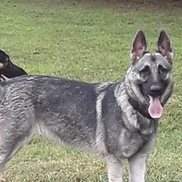 Zara - German Shepherd