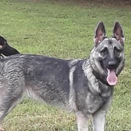 Zara - German Shepherd