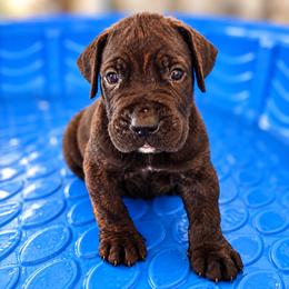 Bruno - Black brindle male Cane Corso puppy in Trenton, Texas from Trained To Go Corso Kennels (T.T.G. Corso Kennels)