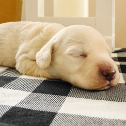 Biscuit ee cream male - Cream male Dachshund puppy in Wylie, Texas from Karas Royal Dachshunds