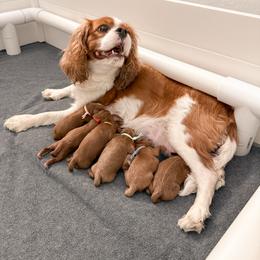 Cavapoo puppies from Coffey House Doodles