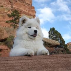 Samoyed and Shiba Inu Puppies from Wintermist Samoyeds