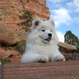 Samoyed and Shiba Inu Puppies from Wintermist Samoyeds