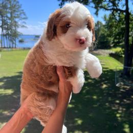 Redbud - Red male Bernedoodle puppy in Irmo, South Carolina from Palmetto Bernedoodles Boutique