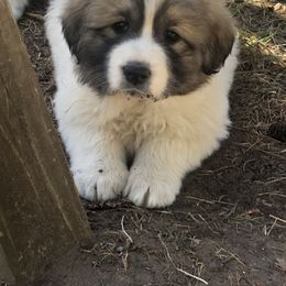 Great Pyrenees Puppies from White O'Morn Farm AKC Great Pyrenees