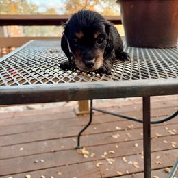 Prancer - Black and tan male Dachshund puppy in New Braunfels, Texas from Wurst Doxies