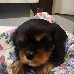 White - Black and tan male Cavalier King Charles Spaniel puppy in Albany, Oregon from Hit Parade Cavaliers