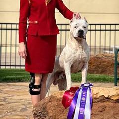 Mokee - Dogo Argentino