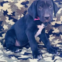 Pink Dalmador Female - White and black female Dalmatian puppy in Westhoff, Texas from Smart Dalmatians